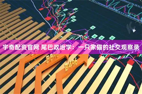 宇奇配资官网 尾巴政治学：一只家猫的社交观察录