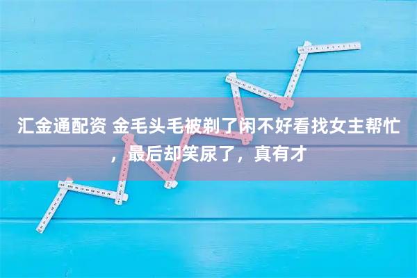 汇金通配资 金毛头毛被剃了闲不好看找女主帮忙，最后却笑尿了，真有才
